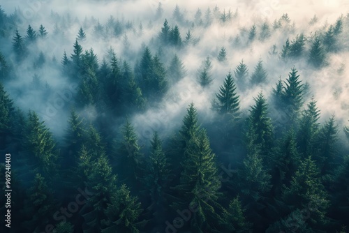 mystical fogshrouded pine forest viewed from above moody aerial landscape with misty tendrils weaving through dark evergreen canopy