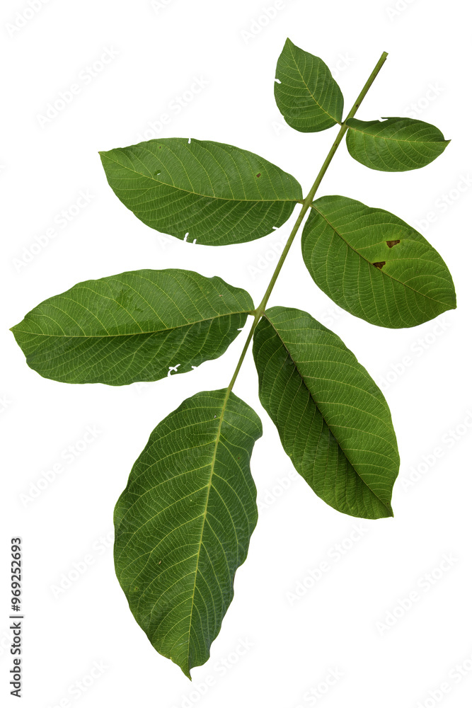 green leaves walnut green leaves walnut
