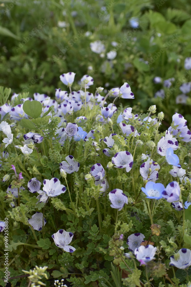 Naklejka premium 紫と白のまだら模様のネモフィラ