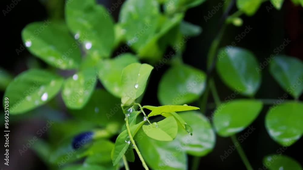 Green leaves in the forest, Rain drops on the leaves, Rain after a garden. soft rain Green leaves in the forest, Rain drops on the leaves, Rain after a garden. soft rain