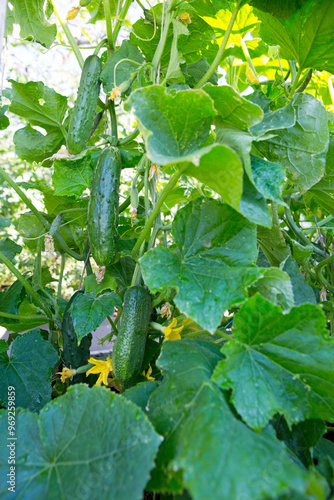The bush cucumbers hang on the trellis in the garden .