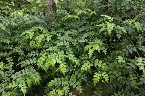 View of the twigs of a common jasmine plant in the house garden