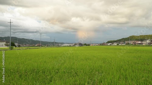 Rice Fields in Higashihiroshima City, Hiroshima Prefecture, Japan. Japanese Rice is ripening all over the fields in Hiroshima Prefecture, Japan.