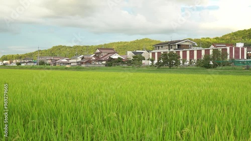 Rice Fields in Higashihiroshima City, Hiroshima Prefecture, Japan. Japanese Rice is ripening all over the fields in Hiroshima Prefecture, Japan.