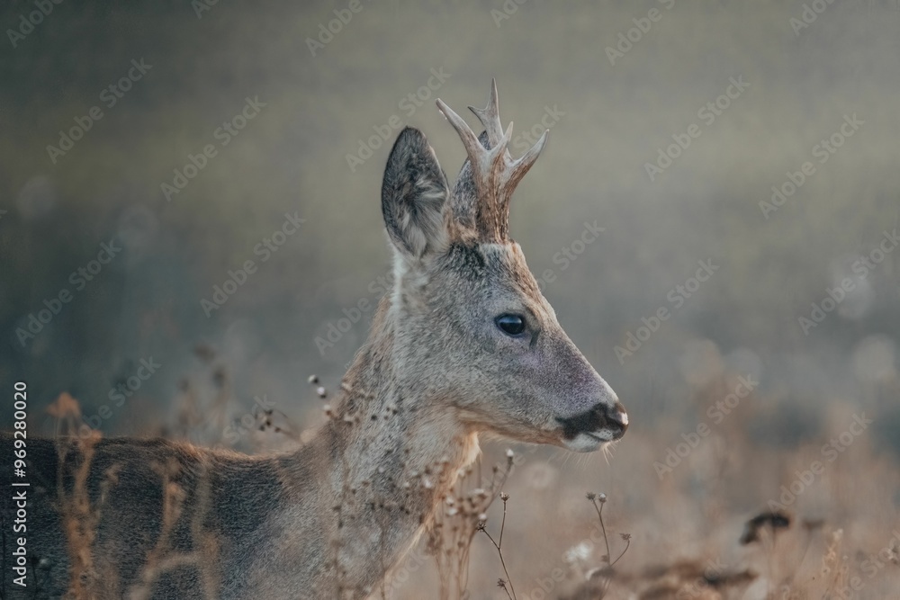 Young deer with antlers in a field during golden hour Young deer with antlers in a field during golden hour