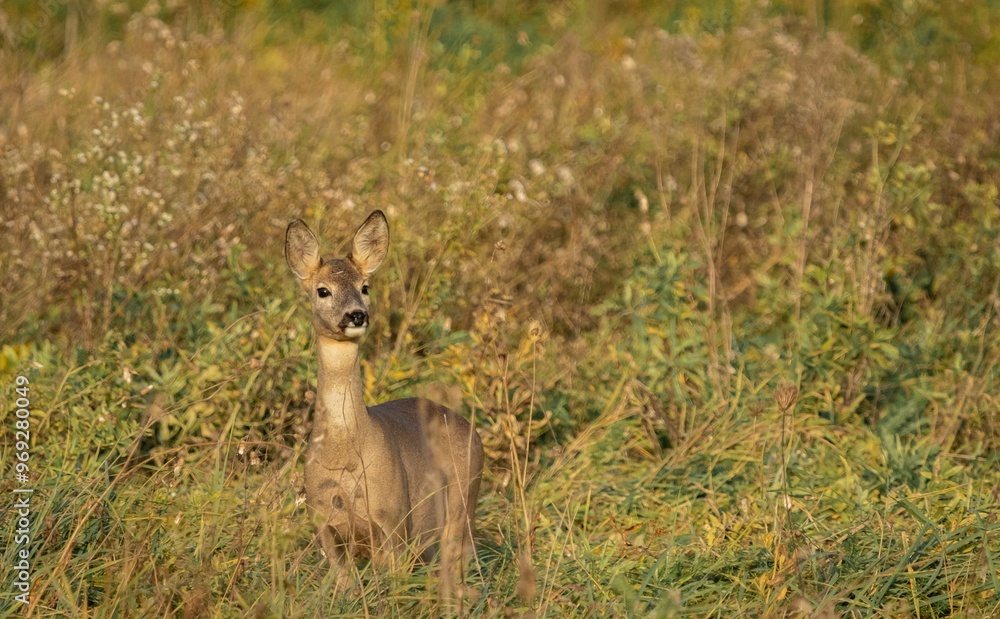 Young deer in a grassy field on a sunny day Young deer in a grassy field on a sunny day