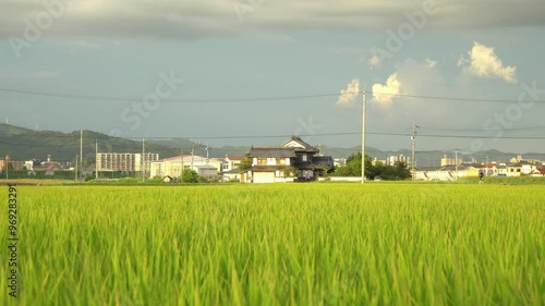 Rice Fields in Higashihiroshima City, Hiroshima Prefecture, Japan. Japanese Rice is ripening all over the fields in Hiroshima Prefecture, Japan.