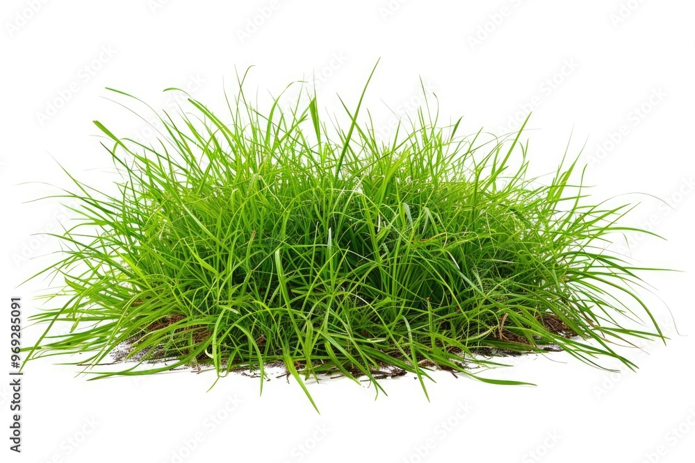 A natural pile of green grass on a white surface, suitable for various uses such as decoration or educational purposes