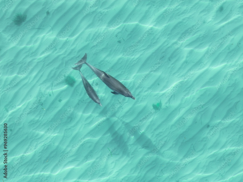 Obraz premium View of two dolphins swimming in clear turquoise water with visible sand patterns below.