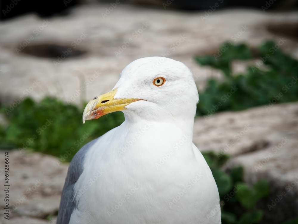 Close-up of a seagull with a blurred natural background. Close-up of a seagull with a blurred natural background.