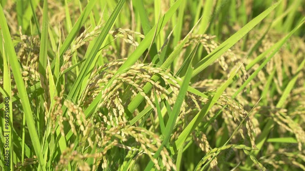 Rice Fields in Higashihiroshima City, Hiroshima Prefecture, Japan. Japanese Rice is ripening all over the fields in Hiroshima Prefecture, Japan. Rice Fields in Higashihiroshima City, Hiroshima Prefecture, Japan. Japanese Rice is ripening all over the fields in Hiroshima Prefecture, Japan.