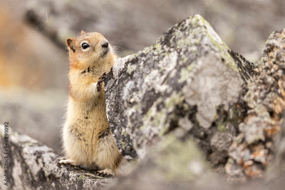 Squirrel standing on a rock in natural habitat. Squirrel standing on a rock in natural habitat.