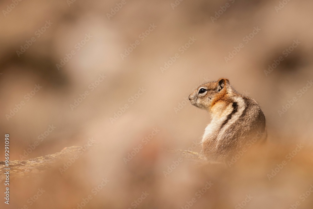 Fototapeta premium Chipmunk on a rock with a blurred background