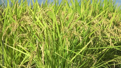 Rice Fields in Higashihiroshima City, Hiroshima Prefecture, Japan. Japanese Rice is ripening all over the fields in Hiroshima Prefecture, Japan.