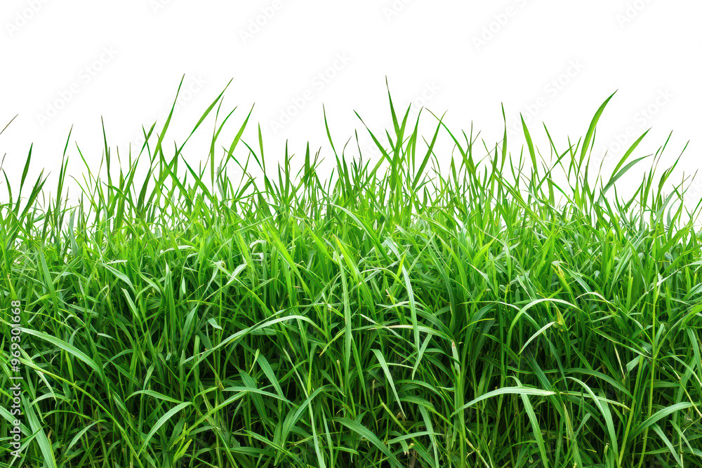 Fototapeta premium Vibrant green grass field against a clear sky, showcasing the beauty and simplicity of nature in a fresh, natural setting outdoors.
