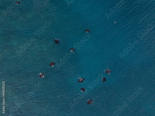 Photography Aerial view of a squadron of manta rays swimming near to the ocean surface on a
