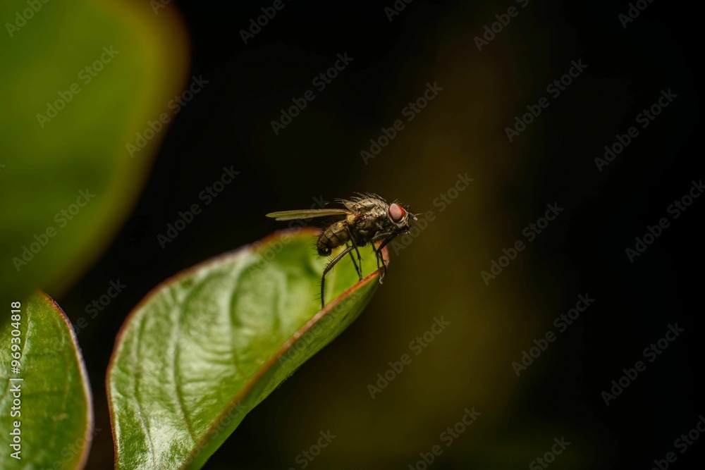Macro shot of a fly sitting on a green leaf against a dark background Macro shot of a fly sitting on a green leaf against a dark background