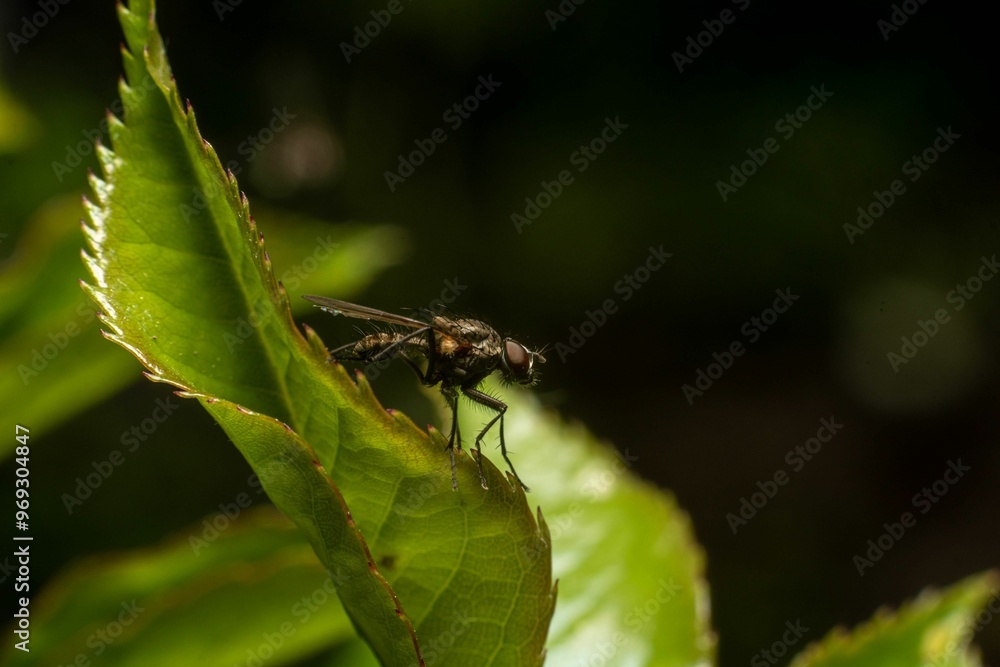 Close-up of a fly on a green leaf with a dark blurred background Close-up of a fly on a green leaf with a dark blurred background