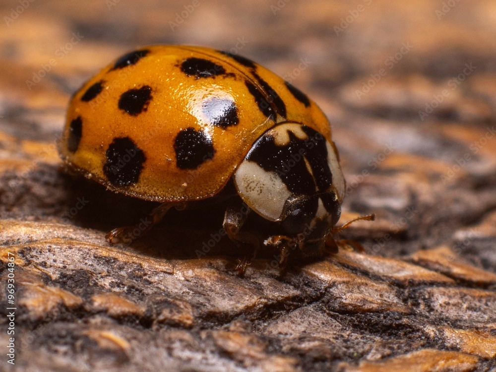 Close-up of a ladybug with black spots on a yellow shell crawling on a textured surface. Close-up of a ladybug with black spots on a yellow shell crawling on a textured surface.