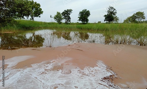Salt soil in rice fields