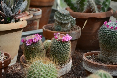 Cacti in terracotta pots with blooming pink flowers