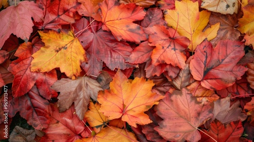 Autumn leaves pattern background top view