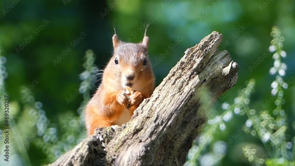 Squirrel eating on broken trunk in the forest on a sunny day, against blur green background Squirrel eating on broken trunk in the forest on a sunny day, against blur green background