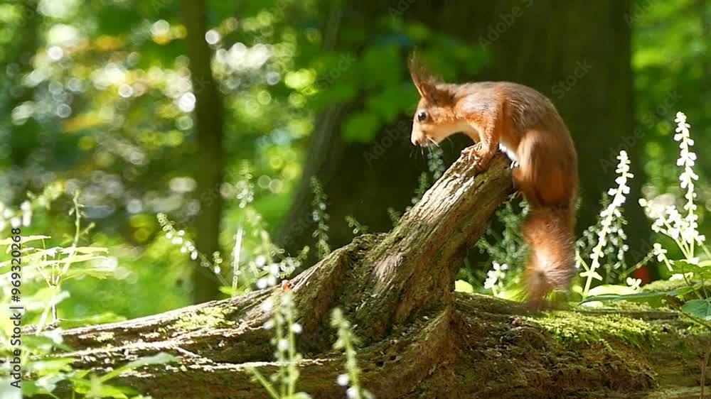 Squirrel jumping on broken trunk in the forest on a sunny day and looking around Squirrel jumping on broken trunk in the forest on a sunny day and looking around