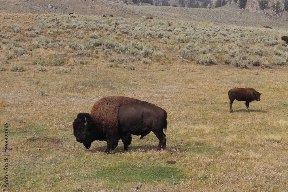 Bison grazing in Yellowstone National Park Bison grazing in Yellowstone National Park