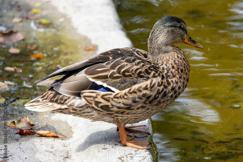 Mallard duck standing by a pond Mallard duck standing by a pond
