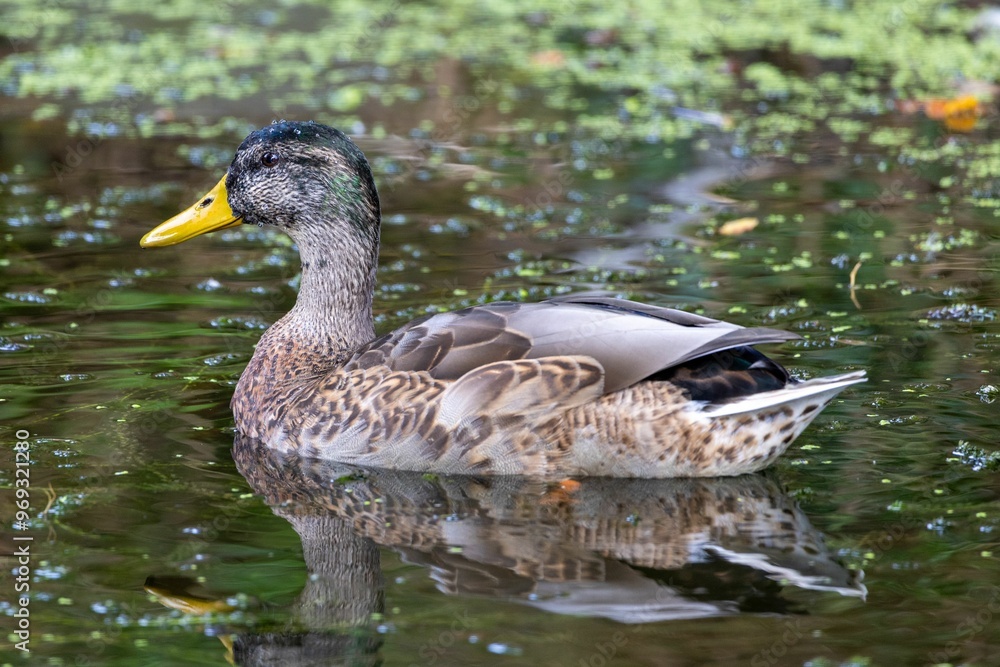 Duck swimming in a pond surrounded by greenery Duck swimming in a pond surrounded by greenery