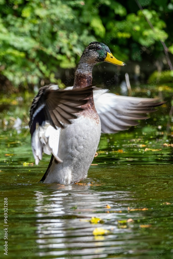 Mallard duck flapping its wings in a pond. Mallard duck flapping its wings in a pond.
