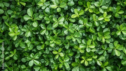 Wallpaper Mural Vibrant Green Foliage: A Captivating Close-Up of Nature's Lush Leaves Torontodigital.ca