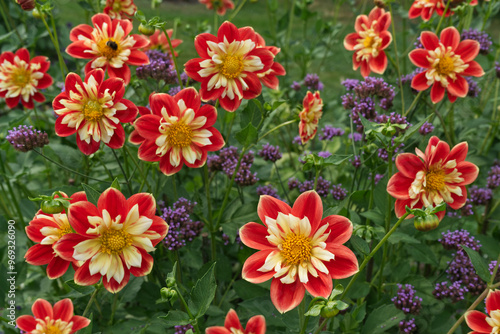 Red collerette Dahlias Yellow centers