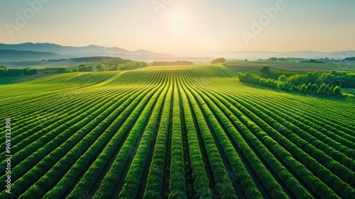 Explore solar farms with expansive images of vast fields filled with solar panels under clear blue skies.