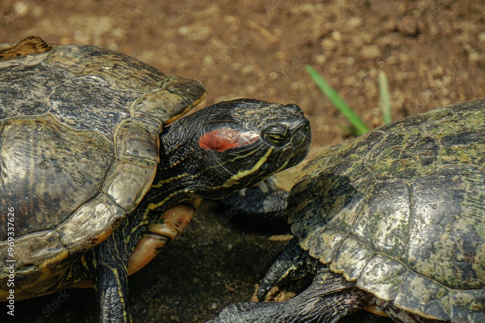 The Brazilian turtle is also known as the ''red-ear slider'' or in Latin ''trachemys scripta elegans''. This is because there is a red tinge right behind its eyes so that it resembles red ears. The Brazilian turtle is also known as the ''red-ear slider'' or in Latin ''trachemys scripta elegans''. This is because there is a red tinge right behind its eyes so that it resembles red ears.