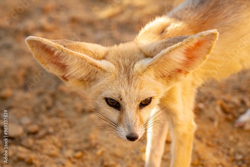 Fotografi The little fennec with his huge ears