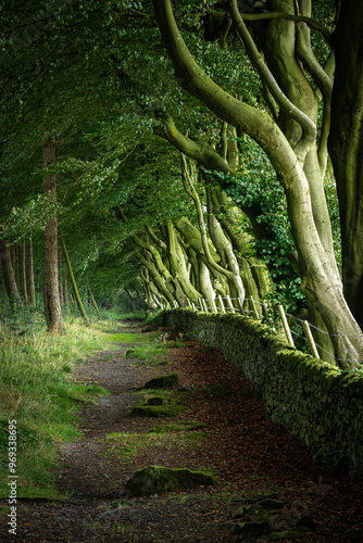 Arching beech trees and a woodland path at Upper Moor in the Derbyshire Dales. photo