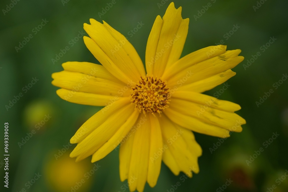 Obraz premium Close-up of a vibrant yellow flower