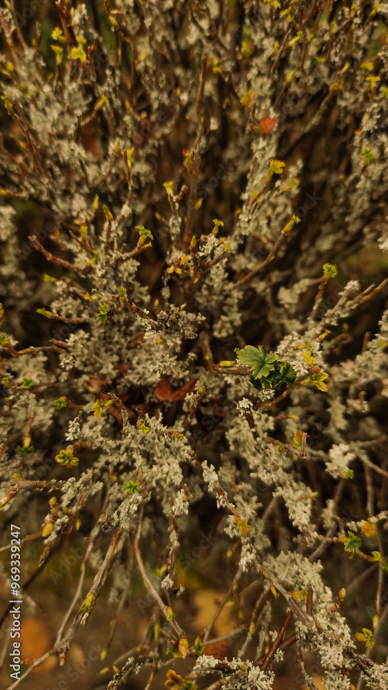 Lichen growing on branches creating an abstract natural pattern. Vertical mobile photo