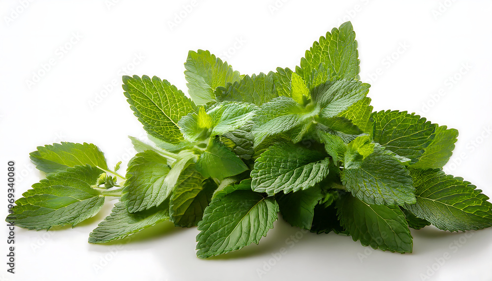 Aromatic Lemon Balm Bundle: Fresh Herb Cluster Isolated on Pristine White Background Aromatic Lemon Balm Bundle: Fresh Herb Cluster Isolated on Pristine White Background