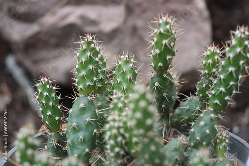 kaktus opuncja opuntia fragilis Duel