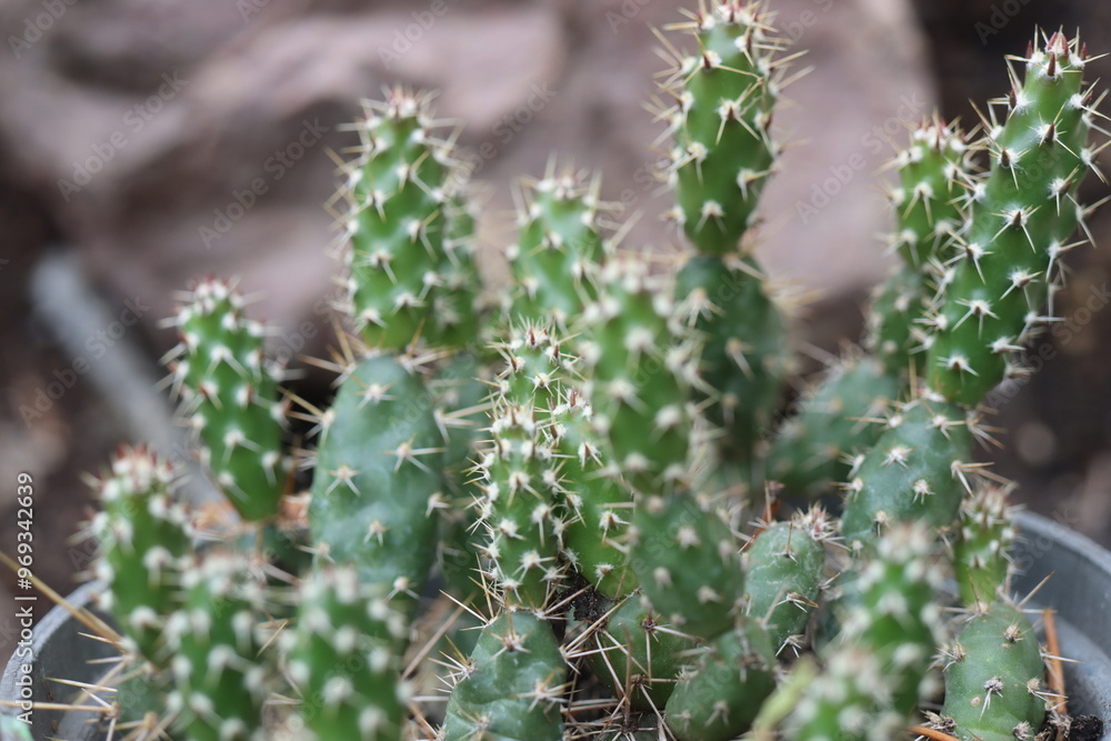 kaktus opuncja opuntia fragilis Duel kaktus opuncja opuntia fragilis Duel
