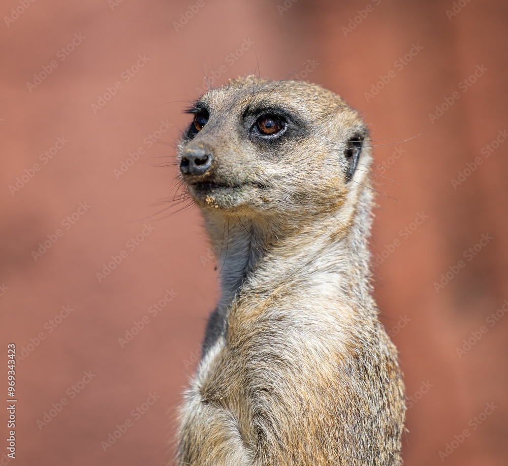 Close-up of a meerkat standing alert with a blurred brown background. Close-up of a meerkat standing alert with a blurred brown background.