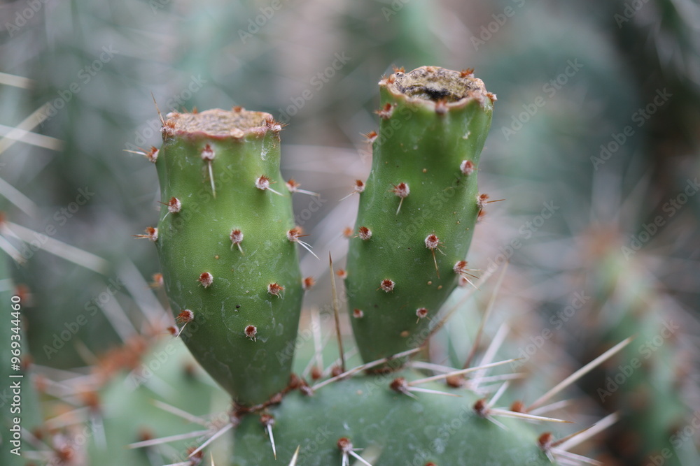 kaktus opuntia ogrodowa zimozielona kolczasta kaktus opuntia ogrodowa zimozielona kolczasta