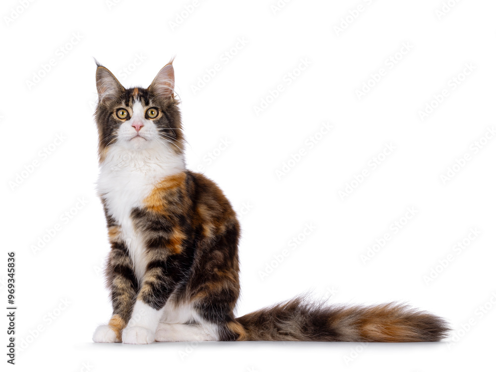 Fototapeta premium Pretty young tortie Maine Coon cat, sitting up side ways. Looking towards camera. Isolated on a white background.
