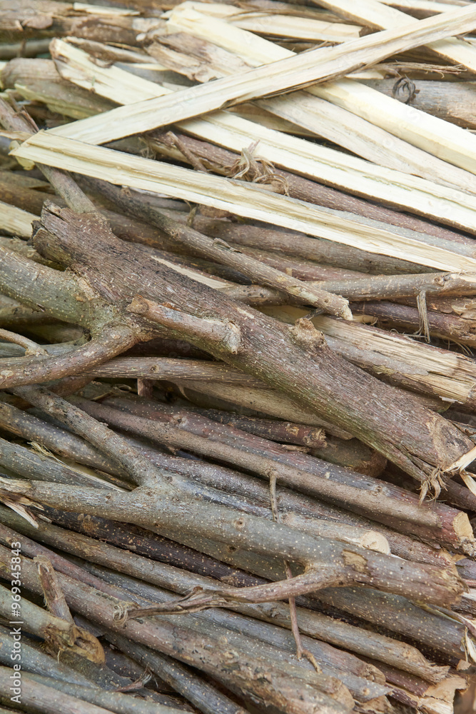kakawate or madre de cacao tree cut pieces for firewood, soft wood which burns faster for short duration fires, commonly used in rural areas for household cooking, selective focus kakawate or madre de cacao tree cut pieces for firewood, soft wood which burns faster for short duration fires, commonly used in rural areas for household cooking, selective focus