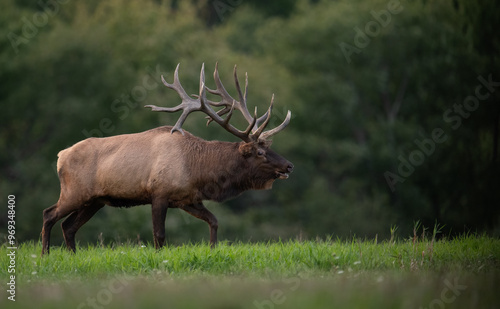 Wallpaper Mural Bull elk during the rut Torontodigital.ca