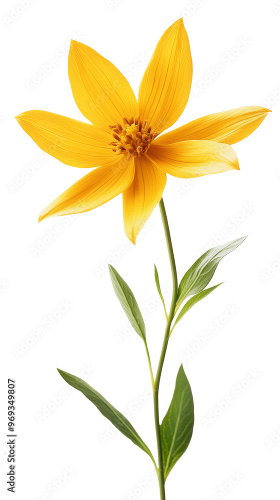 Bright Yellow Wildflower Bright Yellow Wildflower