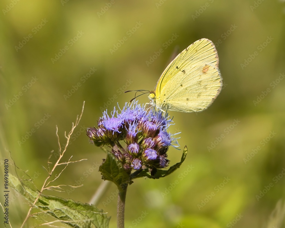 Close-up of a Little Yellow Sulphur Butterfly perched on a purple flower